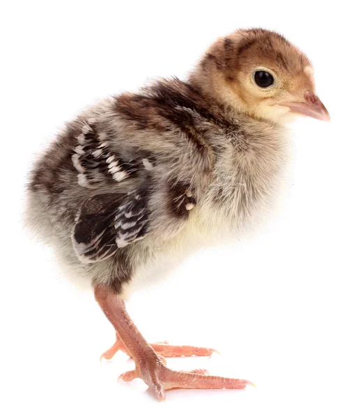 Bébé Poussin Dinde — Photo