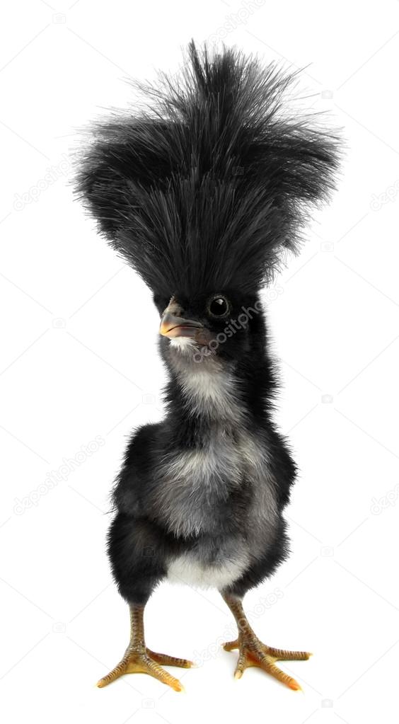 Crazy black chick with ridiculous hair Stock Photo by  © 98092372