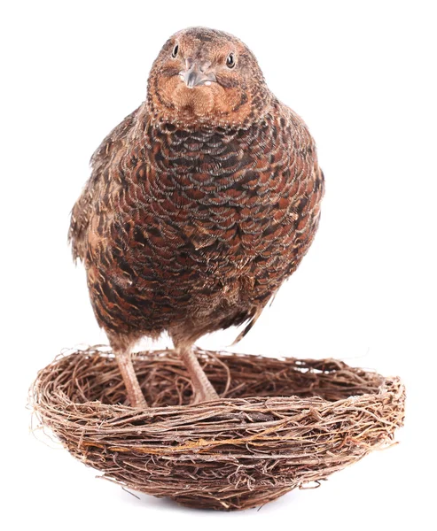 Bruin kwartel staat in nest — Stockfoto