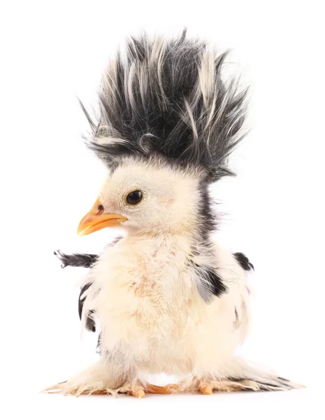 Pintainho louco com cabelo ainda mais louco — Fotografia de Stock