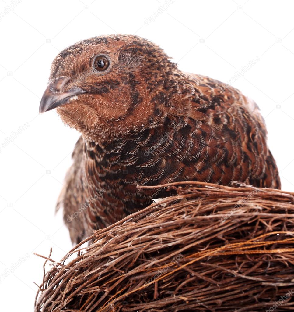 Brown quail in nest