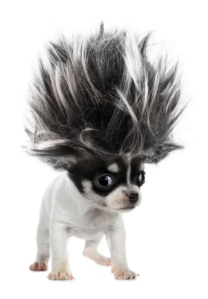 Chihuahua deli trol saçlı küçük köpek yavrusu