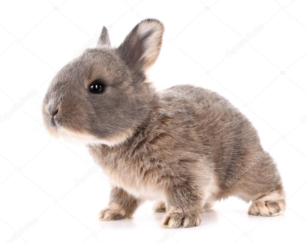 Bebe Lapin Images Libres De Droit Photos De Bebe Lapin Depositphotos