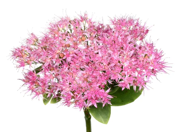 Sedum Spectabile Rosa Blüten — Stockfoto