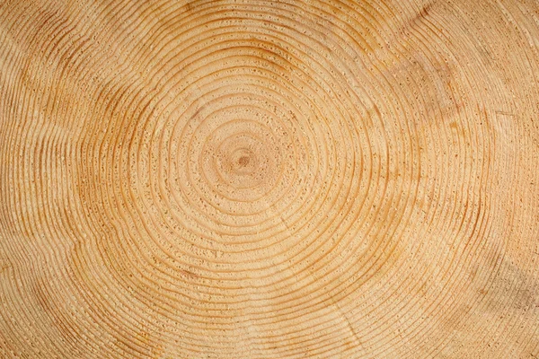 Anillos en madera — Foto de Stock