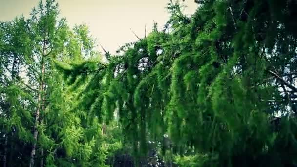 Most wind shakes spruce branch — Stock Footage Most wind shakes spruce branch Video Clip