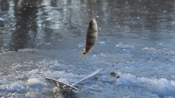 The perch hangs and flutters on a hook above the ice hole — Stock Footage The perch hangs and flutters on a hook above the ice hole Royalty Free Stock Footage