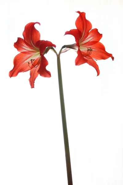 Amaryllis çiçek beyaz bir arka plan üzerinde