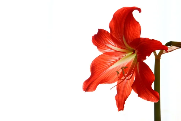 Amaryllis çiçek beyaz bir arka plan üzerinde