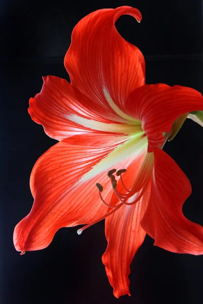 Amaryllis çiçek siyah bir zemin üzerine