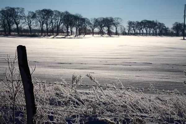 Champ sous la neige — Photo