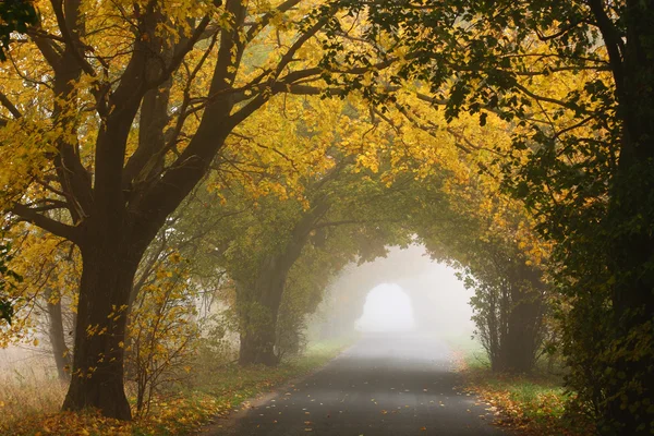 Percorso foresta autunnale — Foto Stock