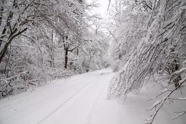Karla kaplı orman yolu