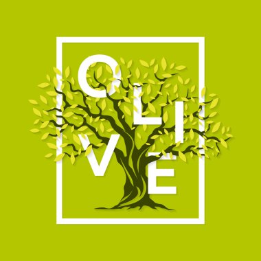 Güzel muhteşem zeytin ağacı