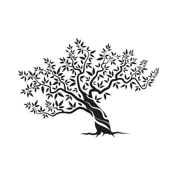 Drzewo oliwne sylwetka ikona na białym tle — Wektor stockowy