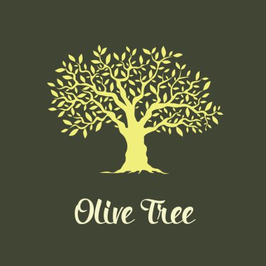 Güzel muhteşem zeytin ağacı