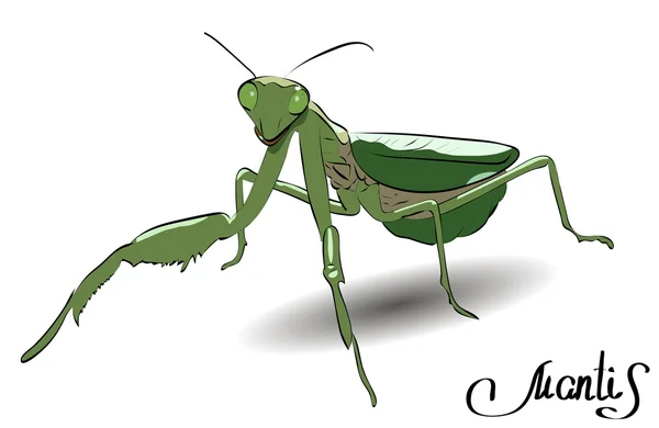 Gerçekçi yeşil mantis