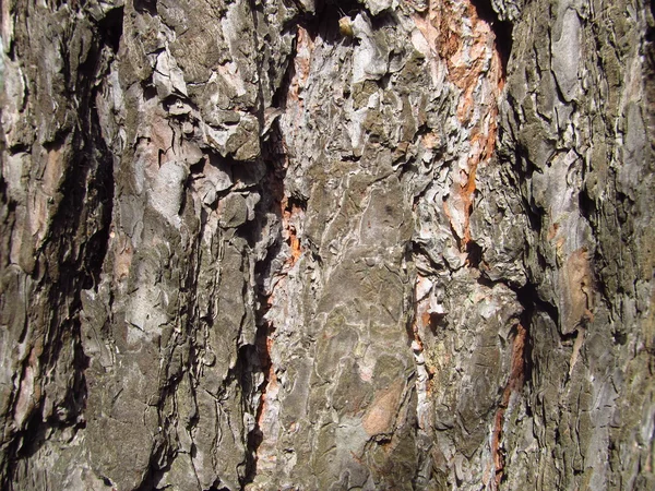 Pine cortex macro. Brown rind of pine closeup — Stock Photo, Image