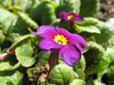 Bahçede menekşe çiçek bahar