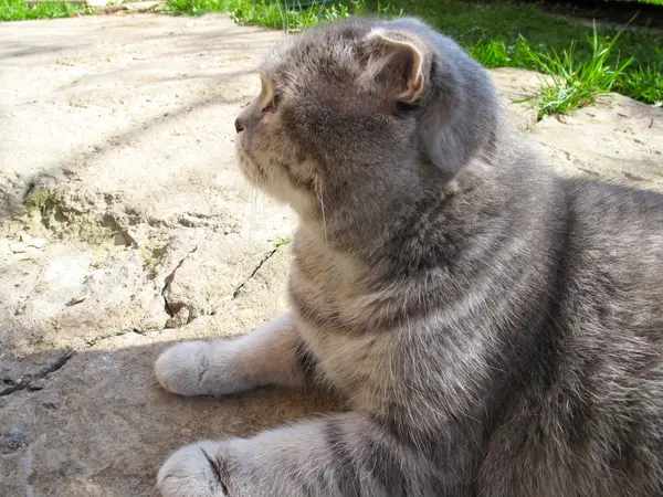 Escocês gato cinza dobra com listras deitado na pedra — Fotografia de Stock