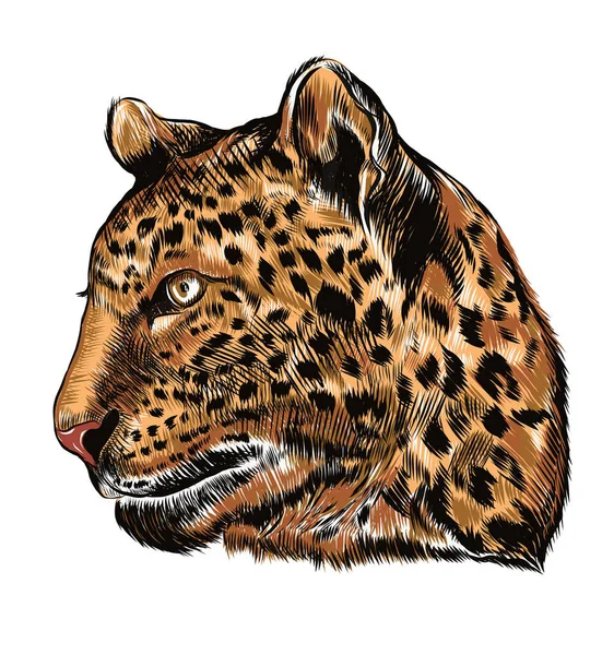 Ilustração Vetor Tigre Esboço Desenhado Mão —  Vetores de Stock