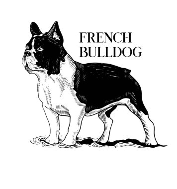 Köpek cinsi, siyah beyaz çizimler.