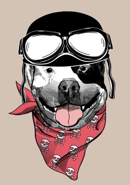 Köpek bir motosikletçi kask içinde.