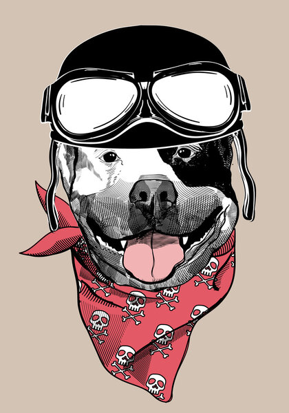 Dog in a motorcyclist helmet.