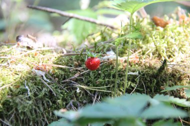 Doğa ve bitkiler Köyü