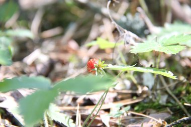 Doğa ve bitkiler Köyü
