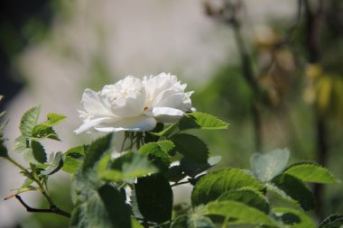 Doğa değişik şekillerde