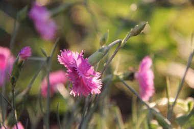 Doğa ve bitkiler Köyü