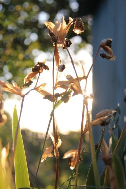 Doğa ve bitkiler Köyü.