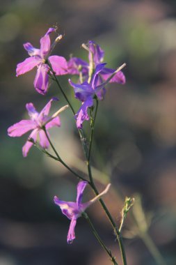 Doğa ve bitkiler Köyü.