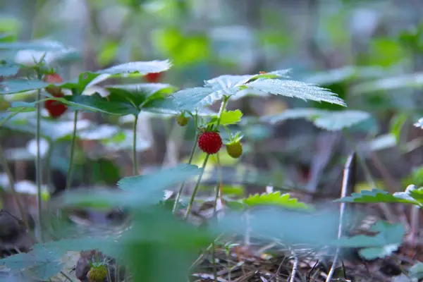 在村子里的植物与自然 — 图库照片