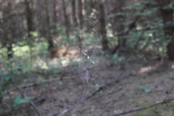 Natur und Pflanzen im Dorf — Stockfoto