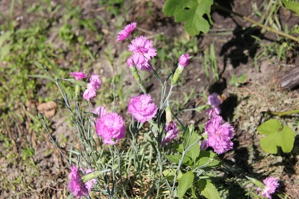 Nature et plantes dans le village — Photo