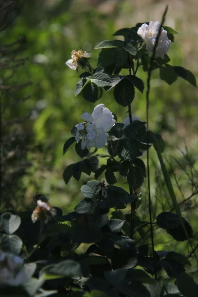 Natuur en planten in het dorp — Stockfoto