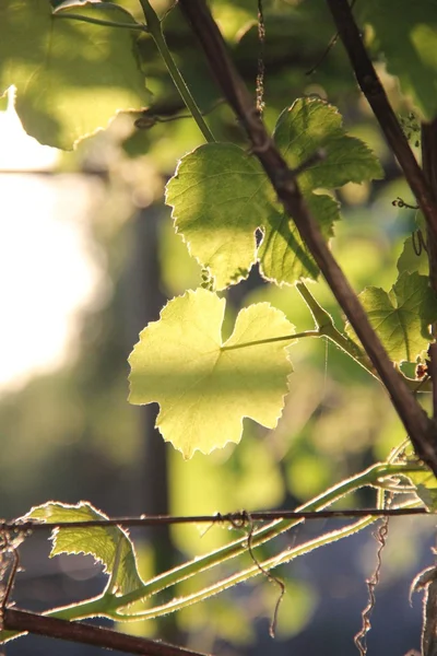 Naturaleza y plantas en el pueblo — Foto de Stock