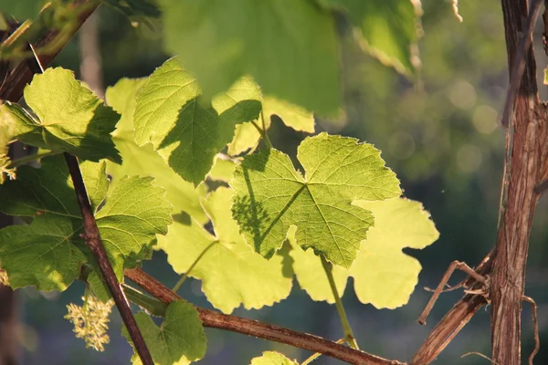 Natuur en planten in het dorp — Stockfoto