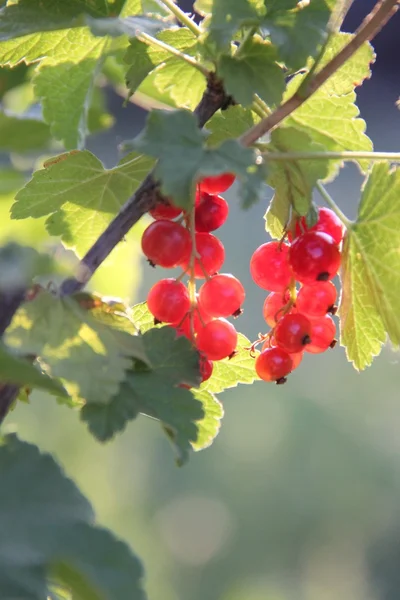 Natuur en planten in het dorp — Stockfoto