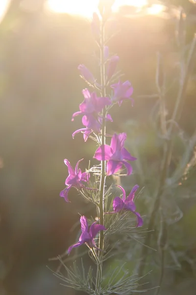 Natura e piante nel villaggio — Foto Stock