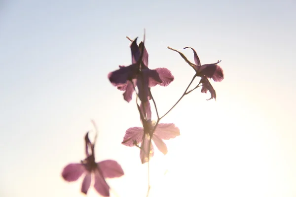 在村子里的植物与自然. — 图库照片