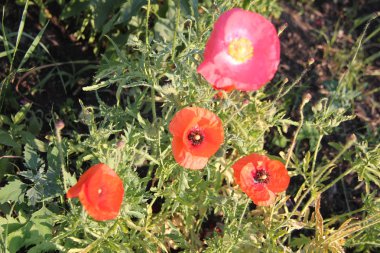 Doğa ve bitkiler Köyü.