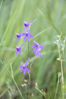 Doğa ve bitkiler Köyü