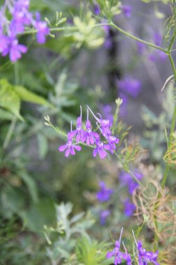 Doğa ve bitkiler Köyü