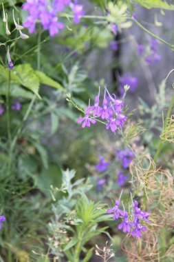 Doğa ve bitkiler Köyü