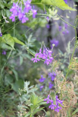 Doğa ve bitkiler Köyü