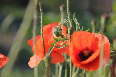 Doğa ve bitkiler Köyü