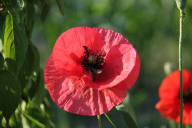 Doğa ve bitkiler Köyü